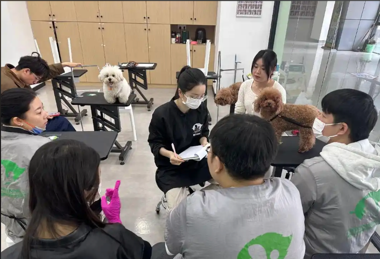 西安市宠物美容培训宠物美容培训学校 - 排名